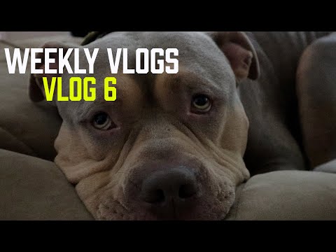 WEEKLY VLOG [VLOG 6] @UpcomingProductionsLTD