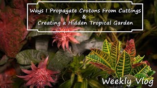 How to Propagate Crotons &amp; Creating a Tropical Garden