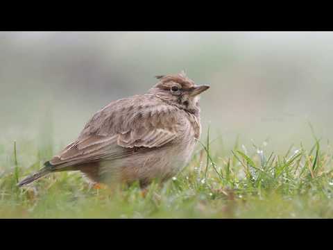 kuifleeuwerik (CD 58 nr. 17)