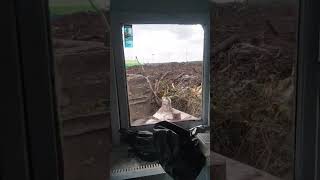 Download lagu pompong tarik kayu alklasia #akasia #wood #eucalyptus mp3