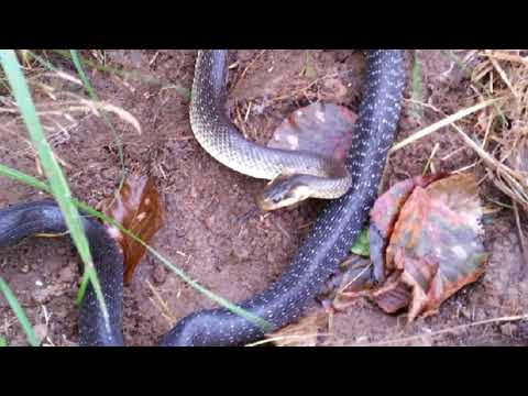 Gjarperi ne Malet e Gollakut