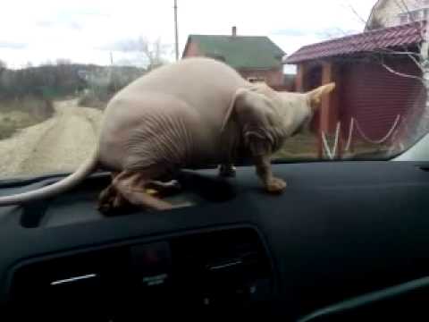 Кот насрал на панель авто!