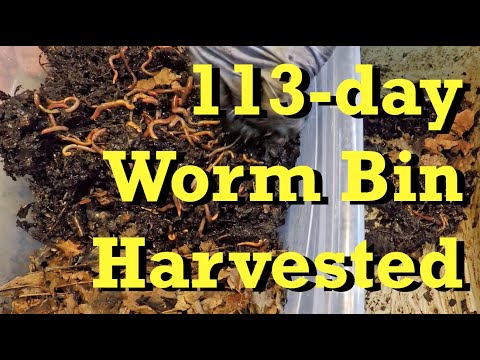 113-day old worm bin harvested (?) & new bin launched - vermicomposting