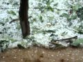 Chuva De Gelo Em Leopoldo De Bulhões