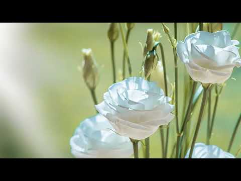 Puiu Chibici si corul de copii Vicovu de Jos - Tu ne-ai fost tarie