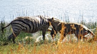 Brave lion tackles pregnant zebra into the water to feed her cubs - Extreme battle from Pilanesberg