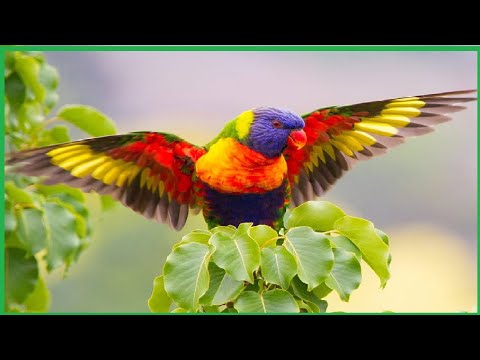 Las 20 Aves Más Bellas Del Mundo