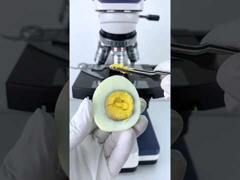 Egg🥚 in microscope