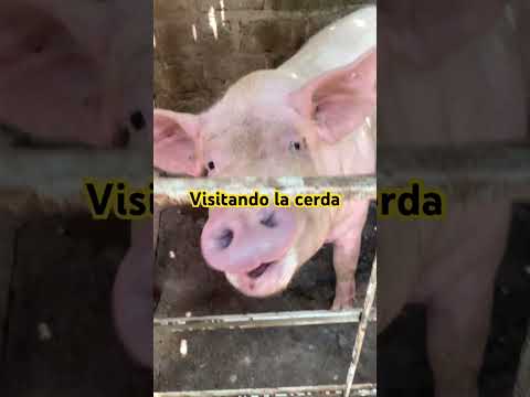 Visitando la cerda 👏