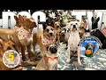 Christmas Video For Dogs To Watch Festive Dog Entertainment Holiday Dog TV Episode Dog Video