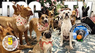 Entertaining Dog TV Show for Dogs to Watch 🐶 Pure Enjoyment for Dogs - Holiday Episode Dog Video