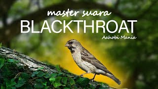 Download lagu master suara blackthroat AAHOBI MANIA... mp3