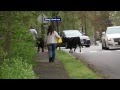 Running Of The Bull On Fairifield Woods Road Fairfield