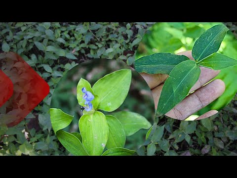 Two medicinal herbs and their BENEFITS