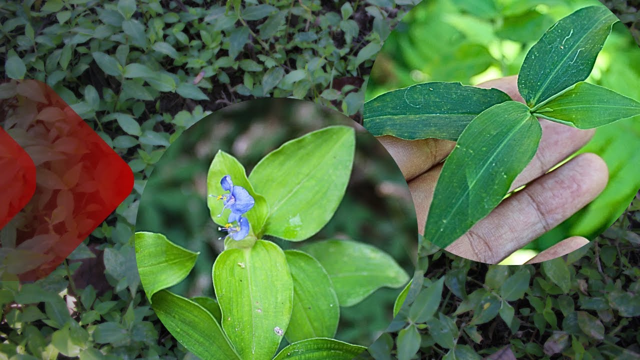 Two medicinal herbs and their BENEFITS