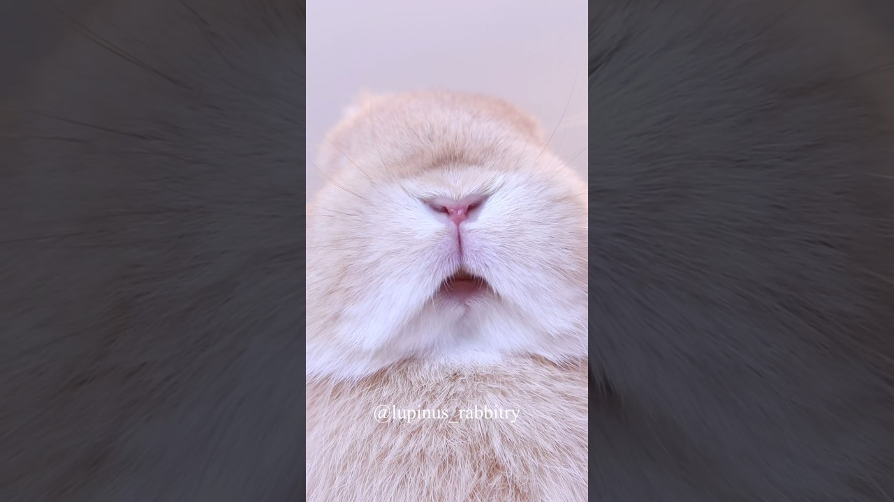 【情熱大陸風】おちゃめでやんちゃすぎるうさぎさん、その一日に密着してみた