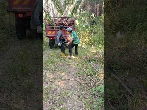 KERJA MUDAH#ANAKLOMBOK