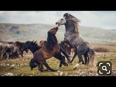 Cavalos Selvagens:•||• Os indomáveis •||•