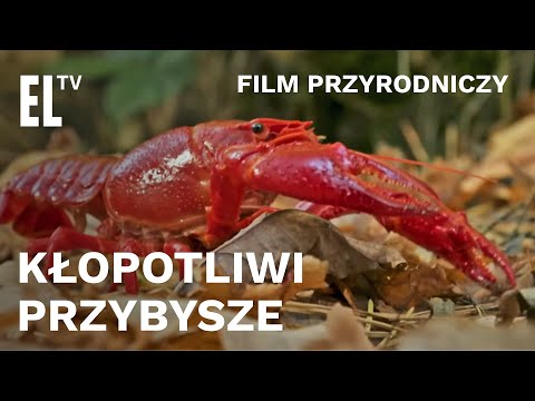 Kłopotliwi przybysze - film przyrodniczy