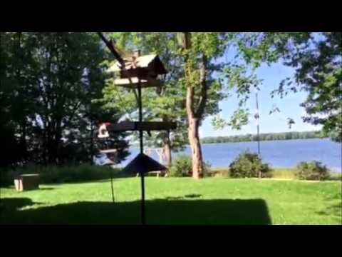 YouTube video about: How to keep bird feeder pole straight?