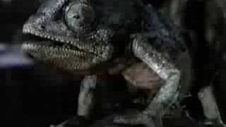 Budweiser Frogs - Getting Canned