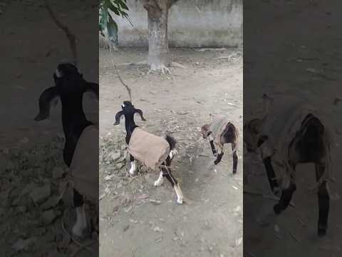 , title : 'The goats are outside in winter clothes#viral #animals #viralvideo #feed #short #bangladesh'