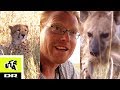 HYÆNEN  Sebastian Og Afrikas Vildeste Dyr Ultra