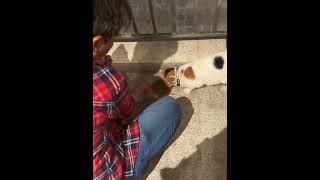 mydailydoseofhappiness #felinetrovert #cats #catshorts #catsofinstagram #catsofyoutube #catsstory