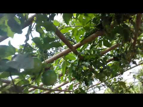 passion fruits in my garden.. tuikarmaw ..tripura