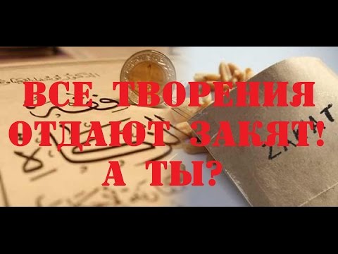 Все творения отдают Закят! А ты?