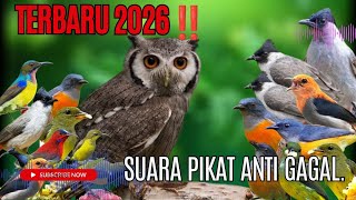 Download lagu MP3 Anti Zonk ❗Suara Pikat Semua Jenis Burung Kecil Terbaru 2026. mp3