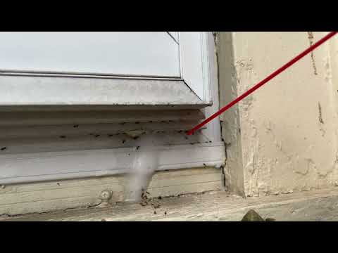 Bushes Cover the Ant Trails in West Windsor, NJ