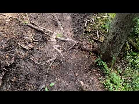 Cu haita pe Via Transilvanica - Poiana Stampei - Lunca Ilvei