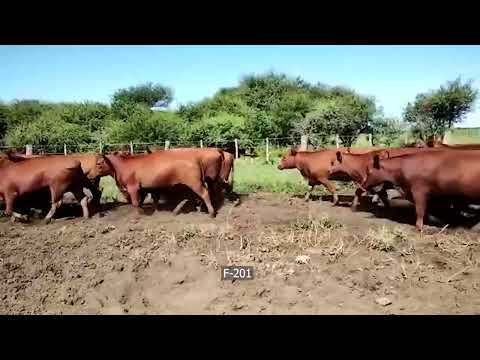 Lote 70 Vaquillonas preñadas en La Maruja, La Pampa