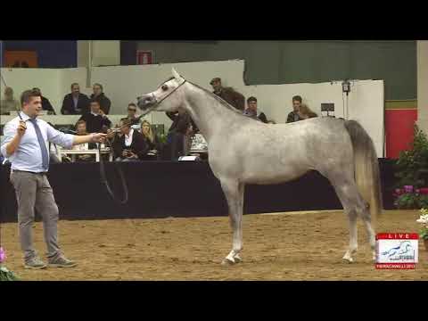 European Championships Verona 2013 - CLASS 3B