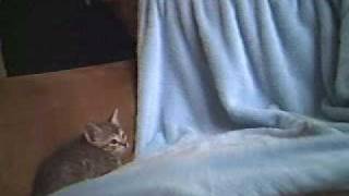 Bulldog knocks off kitten