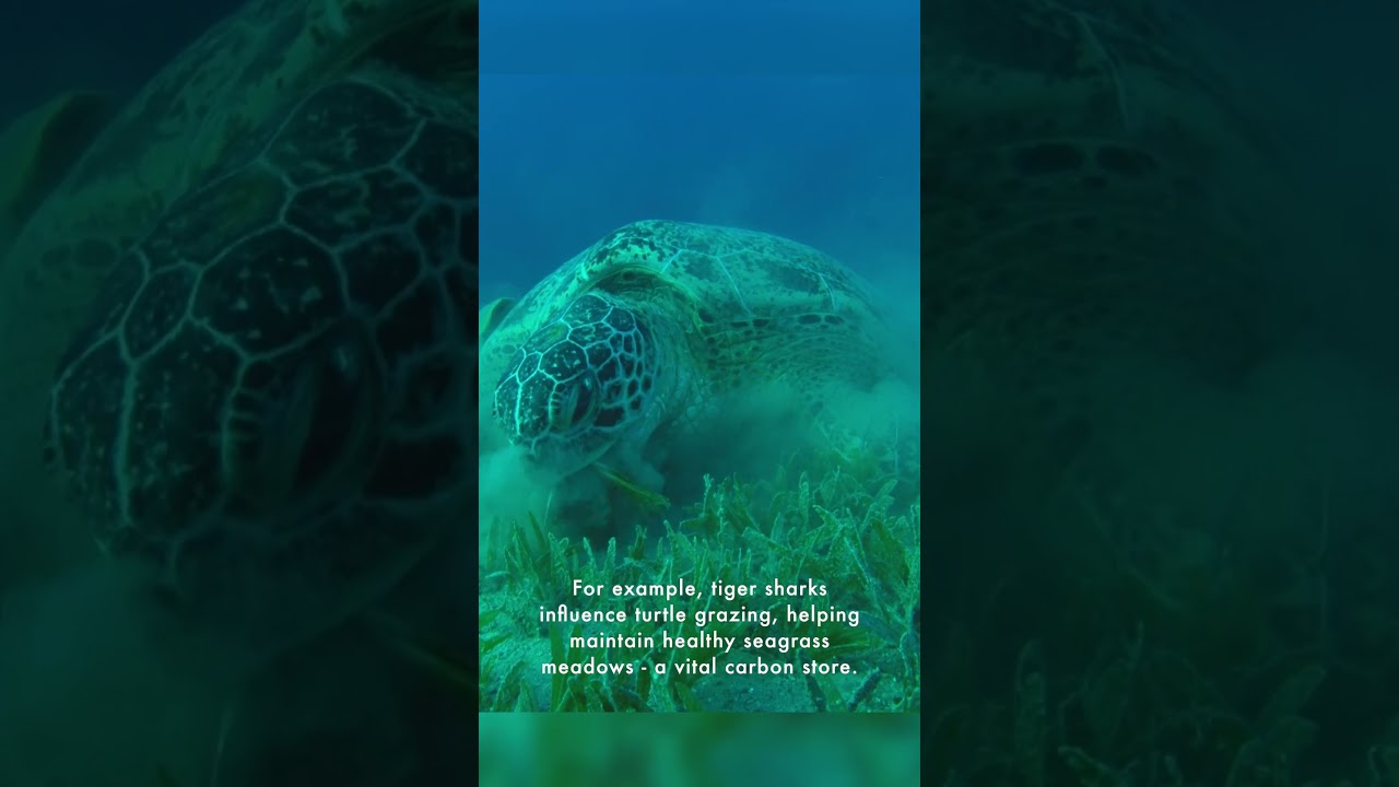 World of Sharks - Why are Sharks Important? #saveourseasfoundation #worldofsharks #oceanconservation