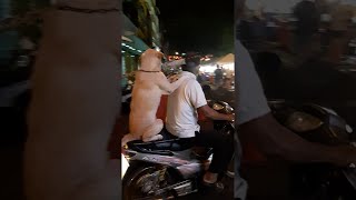 animales perro hilarante en una motocicleta