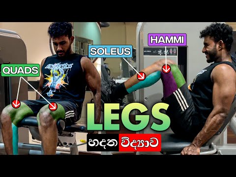 විද්‍යාත්මක Leg Muscle Guide එක | Science Based Leg Workout In Sinhala