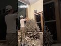 Shed antler Christmas tree!