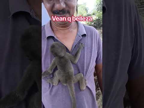 ¿Cómo Le Llaman A Este Miquito? 🐒 Miren Su Colita ¡Es Otra Extremidad! | Selvas Del Vichada#churuco