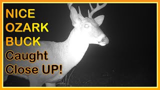Huge Ozark Buck Filmed Up Close! | Missouri Deer Action You HAVE to See!