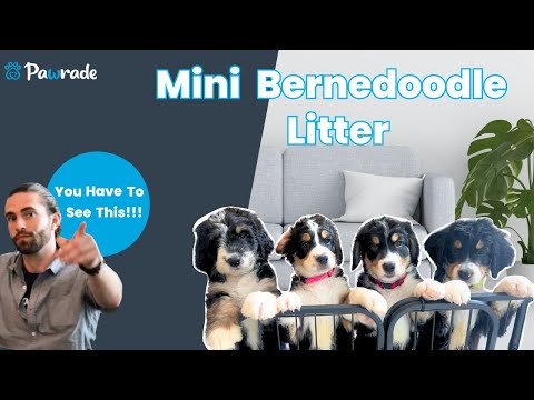 Meet a Pawrade Breeder