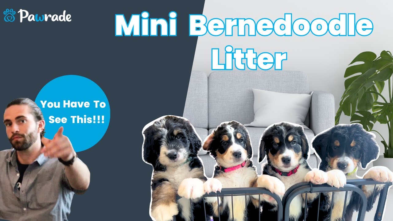 A day in the life of a Bernedoodle breeder