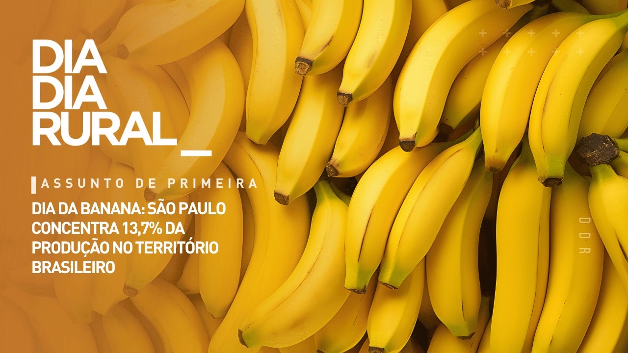 Dia da Banana: São Paulo concentra 13,7% da produção no território brasileiro