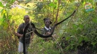 preview picture of video 'Reptil TV - Folge 54 - Cobra-Jagd in Afrika - Teil 1'