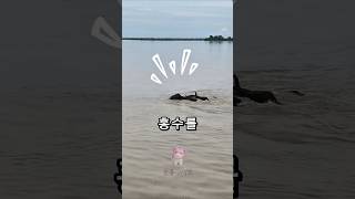Download lagu 네팔 홍수 속에서 끝까지 살아남은 코끼리들의 눈물겨운 생존기 🐘  Elephants who survived to the end in Nepal's floods mp3