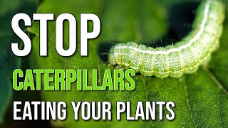 Easy Ways To Kill Caterpillars Organic | 11 Tips to Killing Garden Pests & Insects