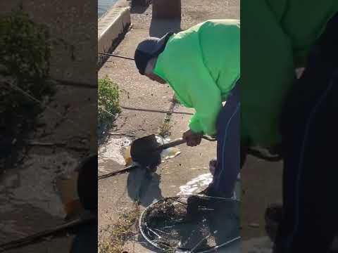 紅葉エイの針 植物