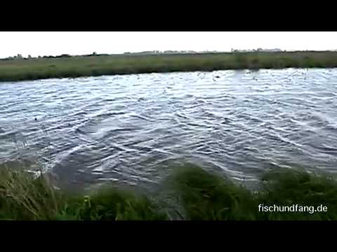 Angeln in Ostfriesland mit Matze Koch Teil 1